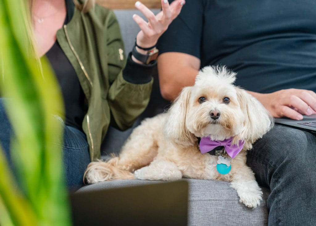 dog-couch-discussion