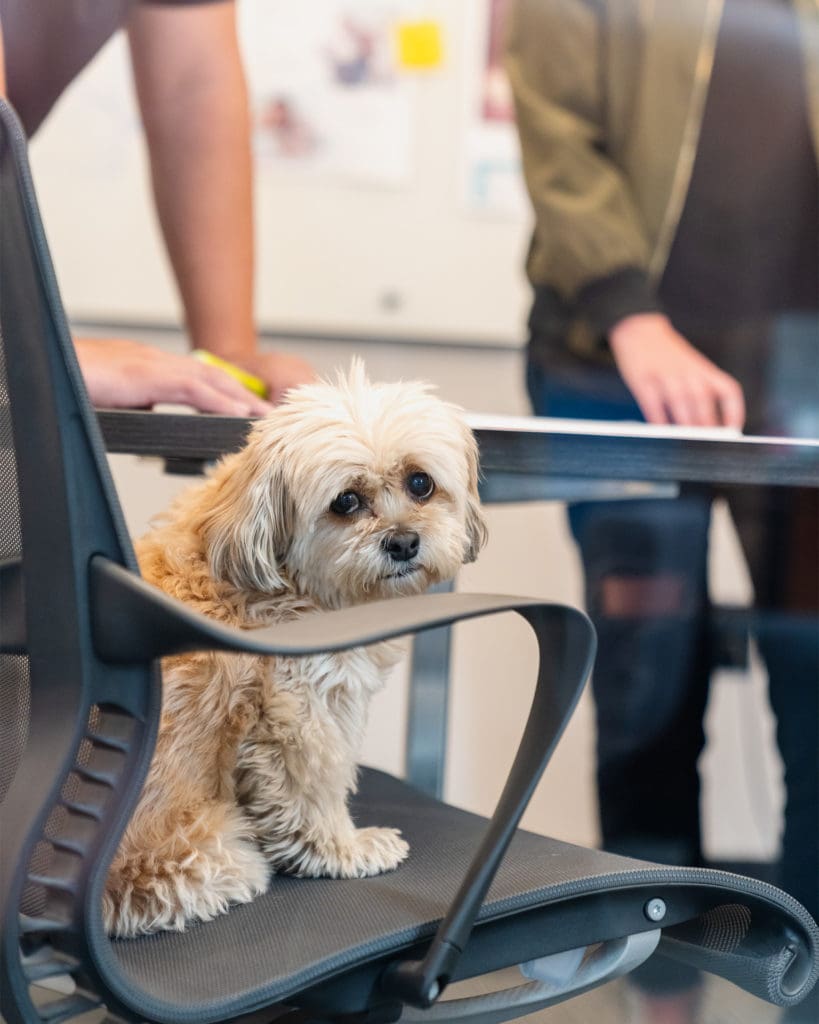 dog-sitting-chair-office